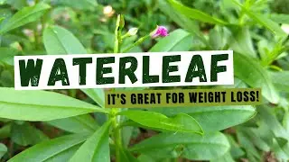The Surprising Health Benefits of Waterleaf