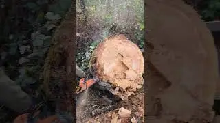 Echo chainsaw/ Oregon chain