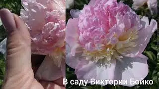Пионы Angel Cheeks,  Raspberry Sundae. Различия .
