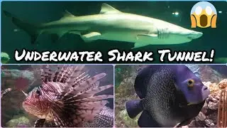 Underwater Shark Tunnel!