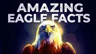 Interesting Key Points About Eagles|Amazing Facts About the King of the Sky|Powerful Facts You Know