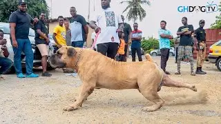 Big Boerboel charges after seeing another Big Boerboel at Dog Show