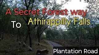 A Secret Forest Way To Athirappilly Falls