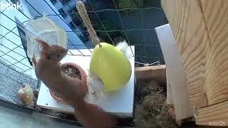 Eichhörnchen Speedy - 13.11.2025 / Squirrel Speedy - 13.11.2025