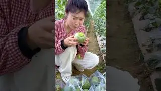 Brian, my friend this is not a poisonous fruit it is a very tasty and sweet green melon