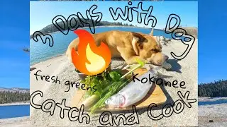 3 Days Car Camping SOLO with Dog Paddle Kayak KOKANEE Fishing Is It Still Possible? (SHAVER LAKE)
