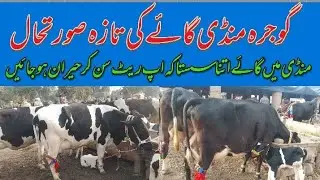 Today gojra Mandi! Cow fresh rate update. Sahiwal for me cow.30.1.26