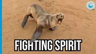 Entangled Seal Ran Off With the Rescue Net!