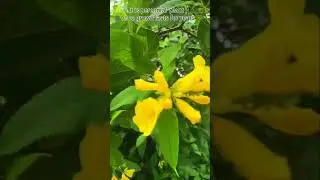 Ticoma or Truimpet bell plant #shorts #zindagi with plants
