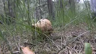 SETAS EN PRIMAVERA
