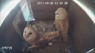 פרויקט תיעוד קינון תנשמות  -  2017   - Owl Nesting Documentation Project