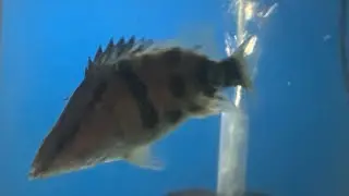 Predatory Fish Files (Episode 1) Chinese Marbled Perch