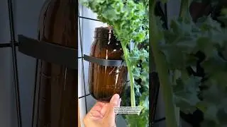 UV-Blocking Amber Jars Don&rsquo;t Always Prevent Algae