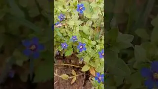 Lysimachia Foemina | Blue Pimpernel | Poor Man's Weatherglass | Anagallis Foemina #foemina #flower