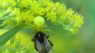 Mimicry and catching prey ; Tarnung und Beutefang ; Mimetism și prinderea prăzii
