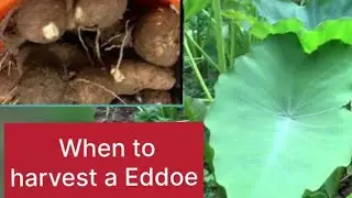 When is the right  time  to harvest your eddoes ,taro,coco