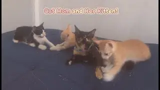 Mama cat being patient with her kittens playing around her 🥰🎊 #catsofyoutube #cats #kitten #viral