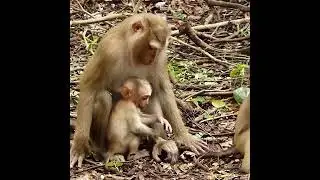 Little Monkey Luno Asking Mom Sharing Small Piece Of Potato Testing Flavor