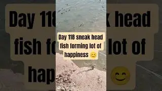 day 118 sneak head fish forming fishs lot of happiness 😊#shorts #shortsfeed #viralvideo