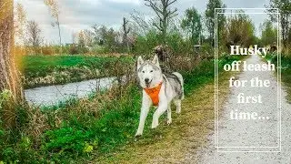 5 year old husky dog off leash for the first time