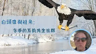 大自然紀實—白頭鷹與鮭魚：冬季的互依共生社群