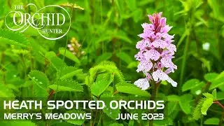 Heath Spotted Orchids - Merry's Meadows (1st June 2023) - OH127