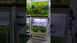 fishroom update!!! #shortsvideo #fishkeeping #fishroom