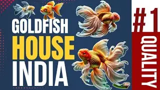 The Most Beautiful Goldfish Collection | identifying male and female in Goldfish 