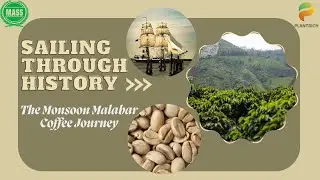 The Monsoon Malabar Coffee Journey | Manarcadu Social Service Society (MASS) | Plantrich