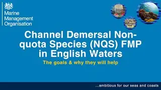 Channel demersal non-quota species fisheries management plan: the goals and why they will help