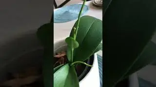 ✅Phalaenopsis con vara en el centro de la corona🌱👀🤯