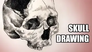 Drawing a Skull and Talking About Drawing Anatomy
