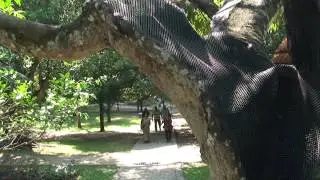 Зарисовки о Шри-Ланке-8 - Канди (часть1)