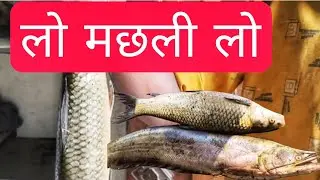 local fishing,मच्छीवाला की सफलता,fishing video, अरपा नदी का मछली