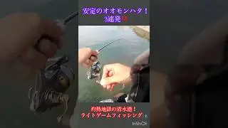 [Light Game] Shimizu Port where bottom fish are active! Light game fishing 🎣#shorts