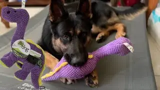 GoDog Checkers Dinos Bruto Squeaky Plush Dog Toy Review