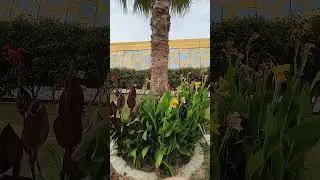 Канна индийская в Zabeel park в Дубае. #дубай  #жизньматематика  #zabeelpark  #жизньбиолога
