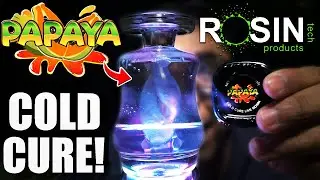 THIS PAPAYA CHANGED MY LIFE... | ROSIN TECH LABS BLACK LABEL!