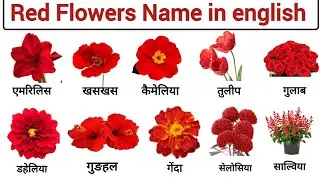 Red Flowers Name in Hindi and english with pictures, red flowers name with spelling,Flowers name, 