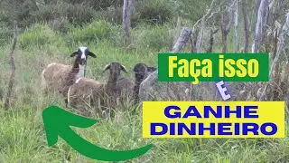 5 formas de lucrar com sua criação de ovelhas na fase de cria