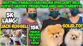BOCAUE 2: SOLID YUNG POM! ANG MURA NG FRENCHIE SAMA MO NA SI JACK RUSSELL! DREAM PET MO BAKA ANDITO