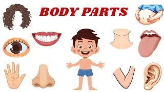 Parts Of The Body | My Body | Kids Vocabulary | Preschool Learning 