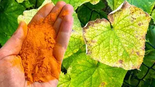 6 AMAZING MIRACLES OF TURMERIC IN GARDEN | TURMERIC POWDER FOR PLANTS