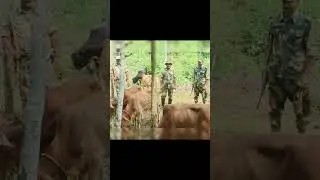 Cattle Smugglers vs Security Forces