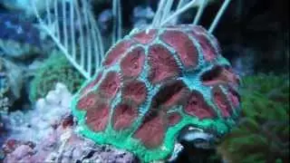 Red Pineapple coral (Favites sp) || AquaFishViet.com