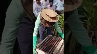 Apiculture 🐝🦋🌻🍯 #viral #trending #explorepage #beekeeping #animalhusbandry #apiculture #bee #shorts