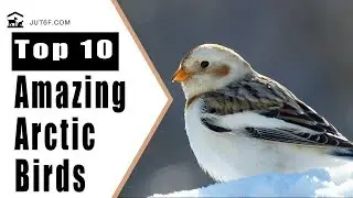 Arctic Birds - Top 10 Amazing Arctic Birds
