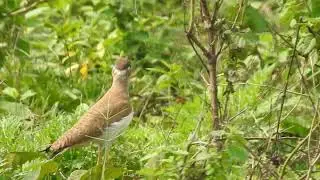 Yellow-wattled Lapwing Juvenile (Vanellus malabaricus), Byatarayanadoddi, Bengaluru May 2022
