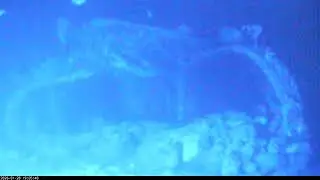 Living Sea Sculpture Live Stream