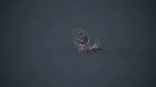 Centipede Animations | 3D